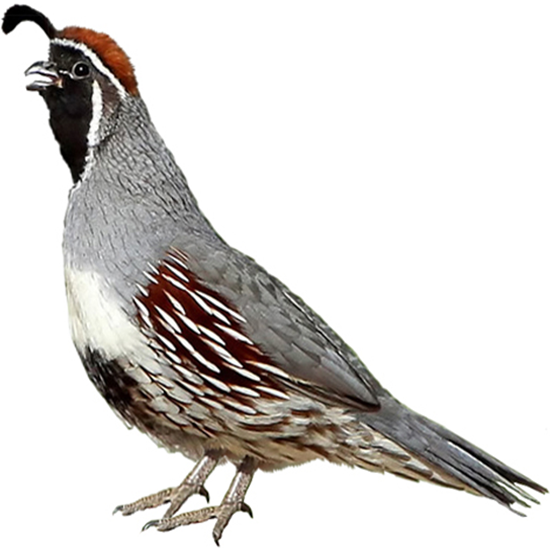 Gambel’s Quail